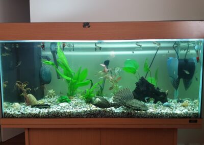 stefan decorating facebook gallery 491(2)